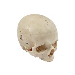 Bones TV Show Adult Skull