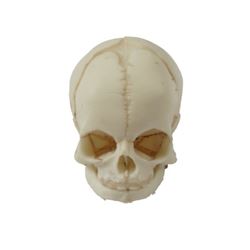Bones TV Show Baby Skull