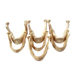 Bones TV Show Jaw Bones