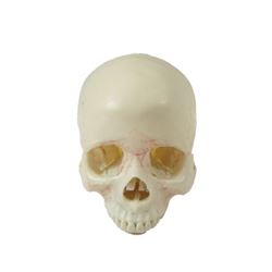 Bones TV Show Skull