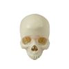 Image 1 : Bones TV Show Skull