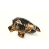 Image 1 : Black Coral Turtle
