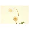 Image 3 : 19th C. Jade & White Jade, Potted Flowers