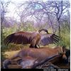 Image 33 : Namibia Plains Game Hunt for Two Hunters ($8,200 Value)