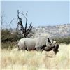 Image 34 : Namibia Plains Game Hunt for Two Hunters ($8,200 Value)