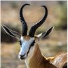 Image 35 : Namibia Plains Game Hunt for Two Hunters ($8,200 Value)