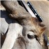 Image 19 : Namibia Plains Game Hunt for Two Hunters includes 2 Kudu, 2 Gamsbuck, 2 Hartebeest ($12,900 value)