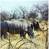 Image 22 : Namibia Plains Game Hunt for Two Hunters includes 2 Kudu, 2 Gamsbuck, 2 Hartebeest ($12,900 value)