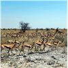 Image 30 : Namibia Plains Game Hunt for Two Hunters includes 2 Kudu, 2 Gamsbuck, 2 Hartebeest ($12,900 value)