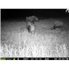 Image 13 : Mozambique Cape Buffalo Hunt for Two (2) Hunters (Retail $33,100)