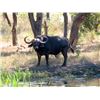 Image 2 : Mozambique Cape Buffalo Hunt for Two (2) Hunters (Retail $33,100)