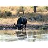 Image 3 : Mozambique Cape Buffalo Hunt for Two (2) Hunters (Retail $33,100)