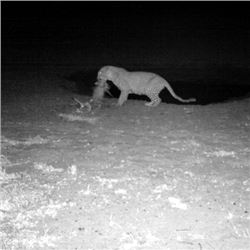 Mozambique 14-Day Leopard Hunt 1x1 (Value: $24,500)