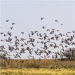Argentina Dove Hunt for Four (2) Hunters - Retail value $4,120.00