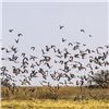Image 1 : Argentina Dove Hunt for Four (2) Hunters - Retail value $4,120.00