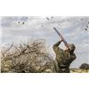 Image 3 : Argentina Dove Hunt for Four (2) Hunters - Retail value $4,120.00