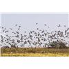 Image 5 : Argentina Dove Hunt for Four (2) Hunters - Retail value $4,120.00
