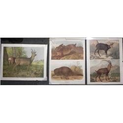 3 Antique Austrian Animal Prints Verlag Carl Gerold