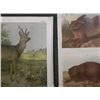 Image 2 : 3 Antique Austrian Animal Prints Verlag Carl Gerold