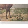 Image 3 : 3 Antique Austrian Animal Prints Verlag Carl Gerold