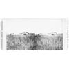 Image 1 : (SWAMP ANGEL STEREOVIEW): Stereoview card bearing a double 6" x 3" photograph depicting the Swamp...