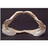 Image 2 : AUTHENTIC SHARK JAW / TEETH