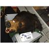 Image 1 : BEAR SKIN