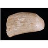 Image 1 : Large Sperm Whale tooth.(Size: See last photo for