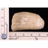 Image 2 : Large Sperm Whale tooth.(Size: See last photo for