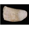 Image 3 : Large Sperm Whale tooth.(Size: See last photo for