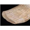 Image 4 : Large Sperm Whale tooth.(Size: See last photo for