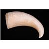 Image 1 : Rare and unique curved Whale Tooth.  (Size: See last