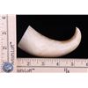 Image 2 : Rare and unique curved Whale Tooth.  (Size: See last