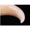 Image 4 : Rare and unique curved Whale Tooth.  (Size: See last