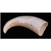 Image 5 : Rare and unique curved Whale Tooth.  (Size: See last