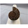 Image 1 : Huge! Custom made Ammonite fossil ring