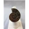 Image 1 : Custom made Ammonite ring