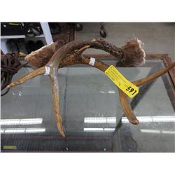 Pair of genuine deer antlers