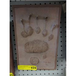 Cast model of a grizzly bear paw print