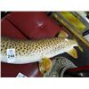 Image 2 : Fish Mount