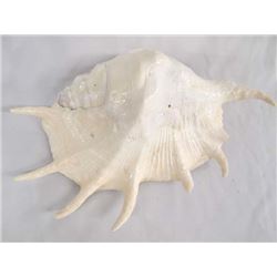 Genuine Giant Spider Conch Shell