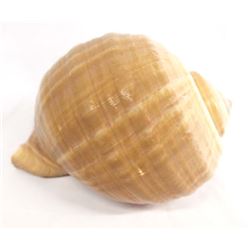 Tonna Olerium Galea Seashell