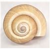 Image 2 : Tonna Olerium Galea Seashell