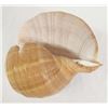 Image 3 : Tonna Olerium Galea Seashell