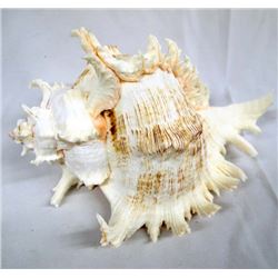 Genuine Murex Ramosus Shell