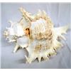 Image 1 : Genuine Murex Ramosus Shell