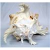 Image 2 : Genuine Murex Ramosus Shell