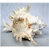 Image 3 : Genuine Murex Ramosus Shell