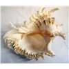 Image 4 : Genuine Murex Ramosus Shell
