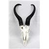 Image 1 : South African Male Springbok Skull
